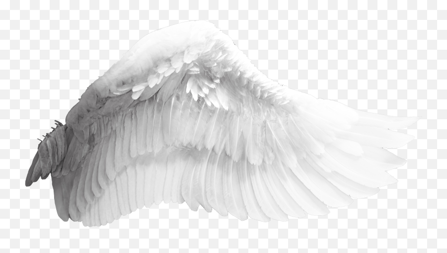 Wing Download Bird - Art Emoji,Angel Wings Transparent