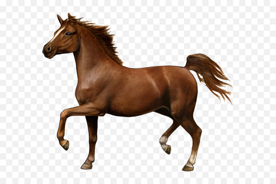 Horses - Indian Horse Png Emoji,Horse Transparent