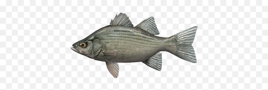 White Bass - Fishing Planet Wiki Fish Emoji,Bass Fish Png
