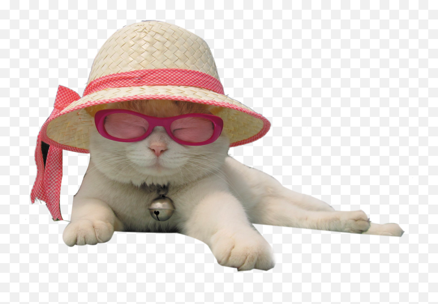 Cat Kitten Hat - Hat Cat Png Download 20651545 Free Costume Hat Emoji,Cat In The Hat Clipart