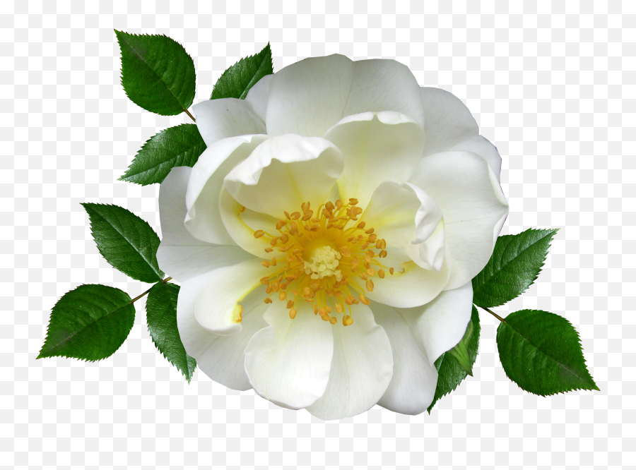 Rose Png Images Roses - White Flower Pixabay Png Emoji,White Rose Png