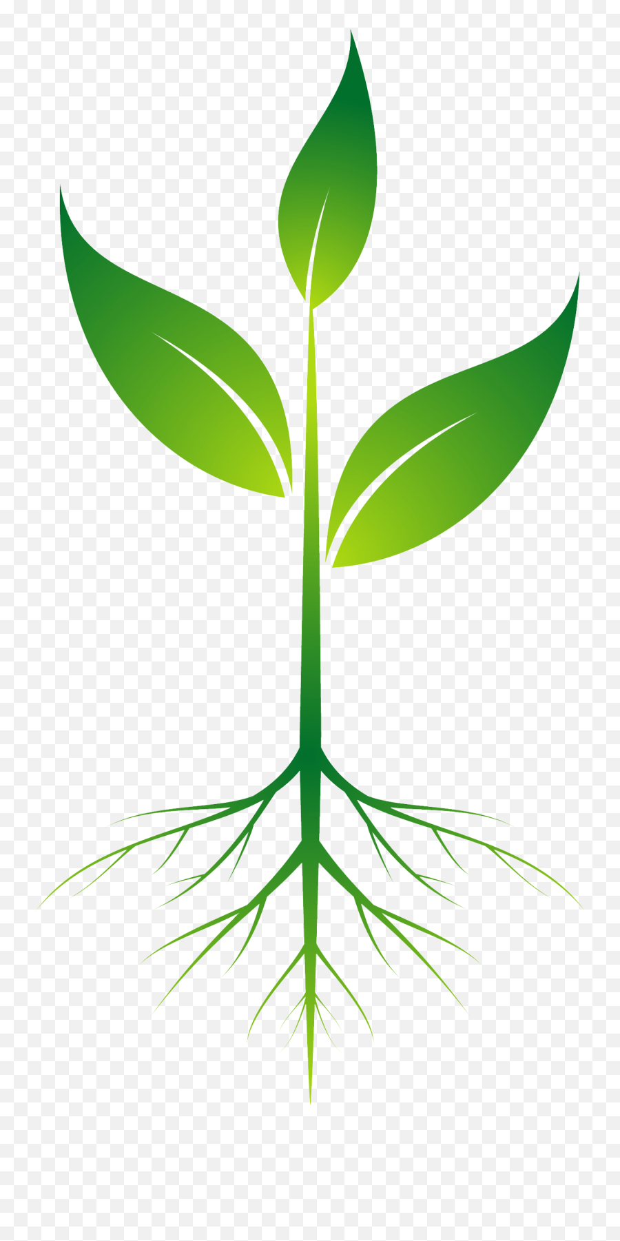 Tree Seed Clipart - Plant With Roots Clipart Png Emoji,Seed Clipart