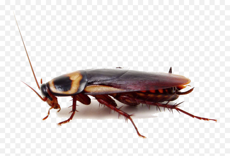 Cockroach Png Image - Cockroach Hd Png Emoji,Cockroach Png