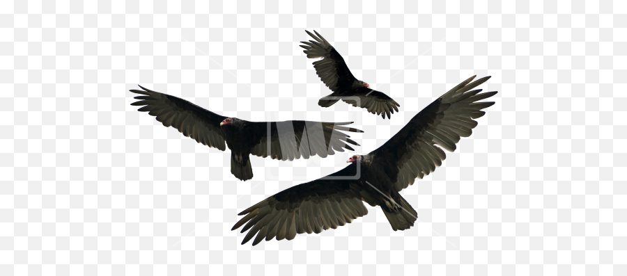 Download Turkey Vulture Isolated - Vultures Transparent Vulture Transparent Background Emoji,Vulture Clipart