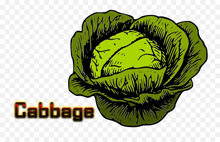 Cabbage Clipart Full Size Png Download Seekpng Emoji,Icebergs Clipart