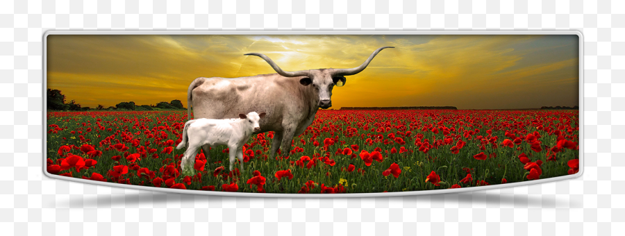Texas Longhorn Cows In Nebraska At Lutt Longhorns - Picture Frame Emoji,Texas Longhorn Logo
