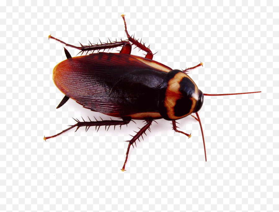 Roach Png Image - Cockroach Transparent Emoji,Cockroach Png