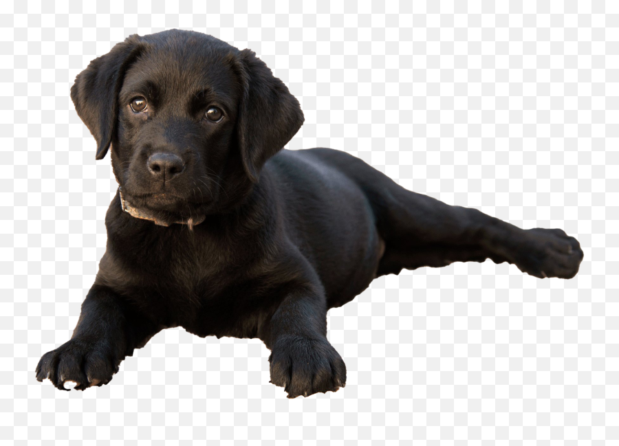 Labrador Retriever Puppy Png Clipart - Labra Dog Puppy Emoji,Lab Clipart