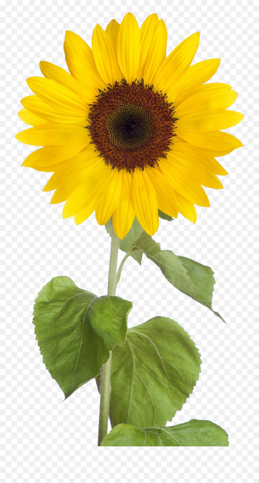 Sunflower Free Sunflower Clip Art - Sun Flower Images Download Emoji,Sunflower Clipart