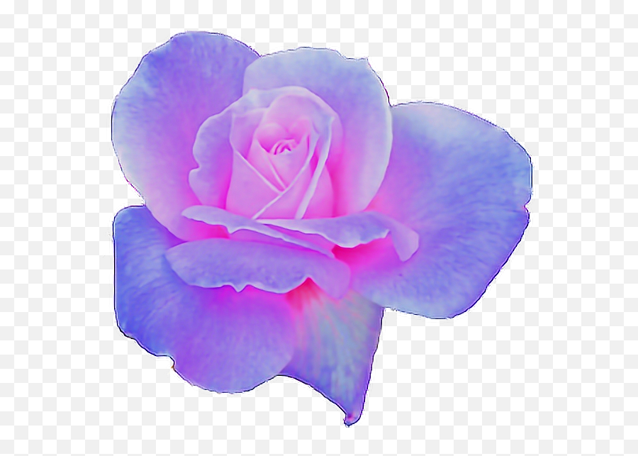 Rose Clipart Aesthetic - Flower Aesthetic Transparent Aesthetic Flowers Purple Png Emoji,Aesthetic Transparent