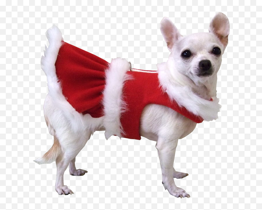 Christmas Dog Transparent Background - Christmas Cat No Background Emoji,Dog Transparent Background