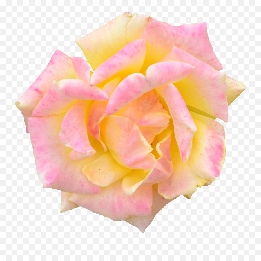 6 Pink Rose - Pink Yellow Flower Png Emoji,Pink Flower Png