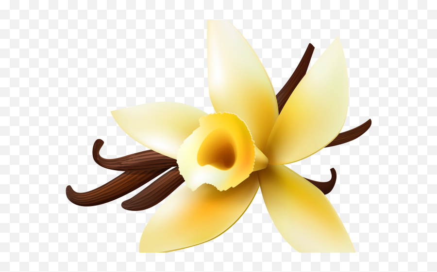Vanilla Clipart Vanilla Orchid - Png Download Full Size Clipart Vanilla Flower Png Emoji,Orchid Clipart