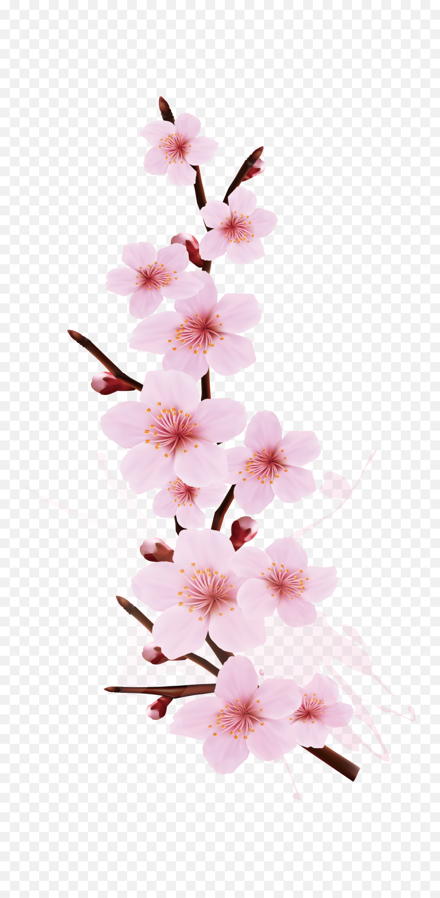 Download Cherry Blossom Branch Png - Cherry Blossom Branch Drawing Emoji,Cherry Blossom Png