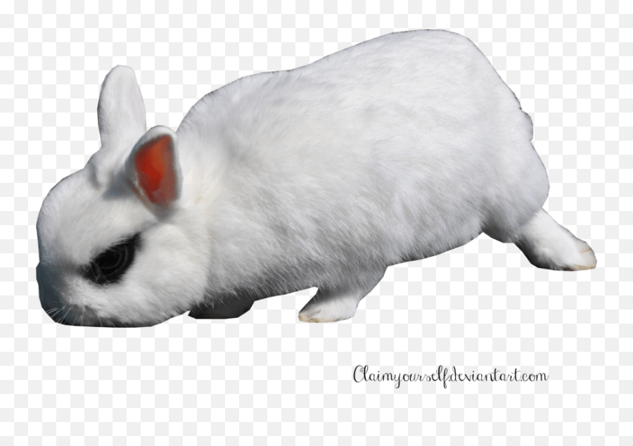 Free White Rabbit Png Transparent Image - White Rabbit Gif Png Emoji,White Rabbit Png