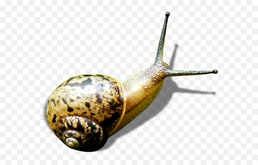 Free Transparent Snail Png Download - Pond Snails Emoji,Snail Png