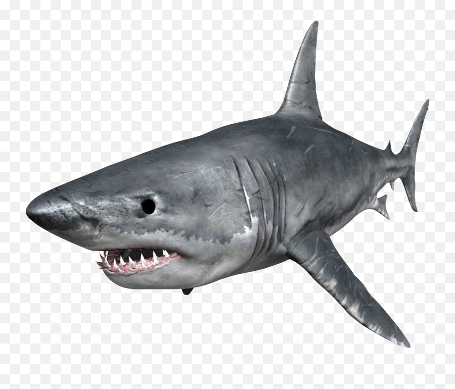 Library Of Hungry Shark Evolution Jpg Library Png Files - Shark Png Emoji,Shark Clipart