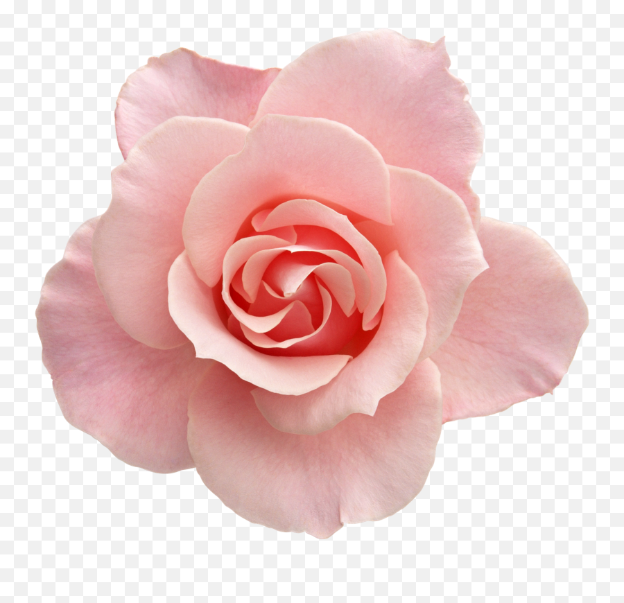 Marcos Gratis Para Fotos Flores Png Ramos Etc Renders - Pastel Rose White Background Emoji,Flor Png