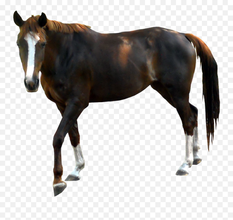 Horse Png Alpha Channel Clipart Images - Real Horses Png Emoji,Horse Png