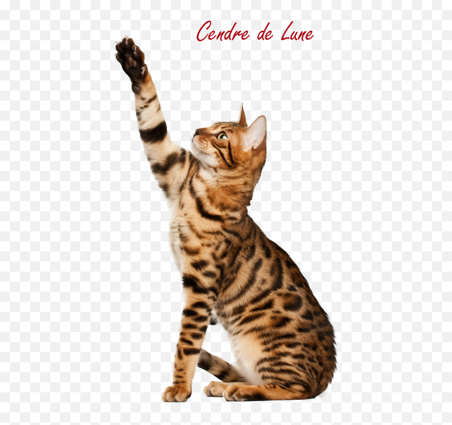 Cat Png High - Quality Image Png Arts Bengal Cat Picture White Background Emoji,Cats Png