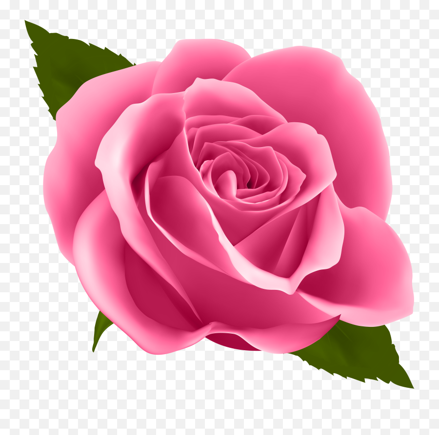 Download Pink Rose Png Png Image With No Background - Pngkeycom Emoji,Pink Rose Png