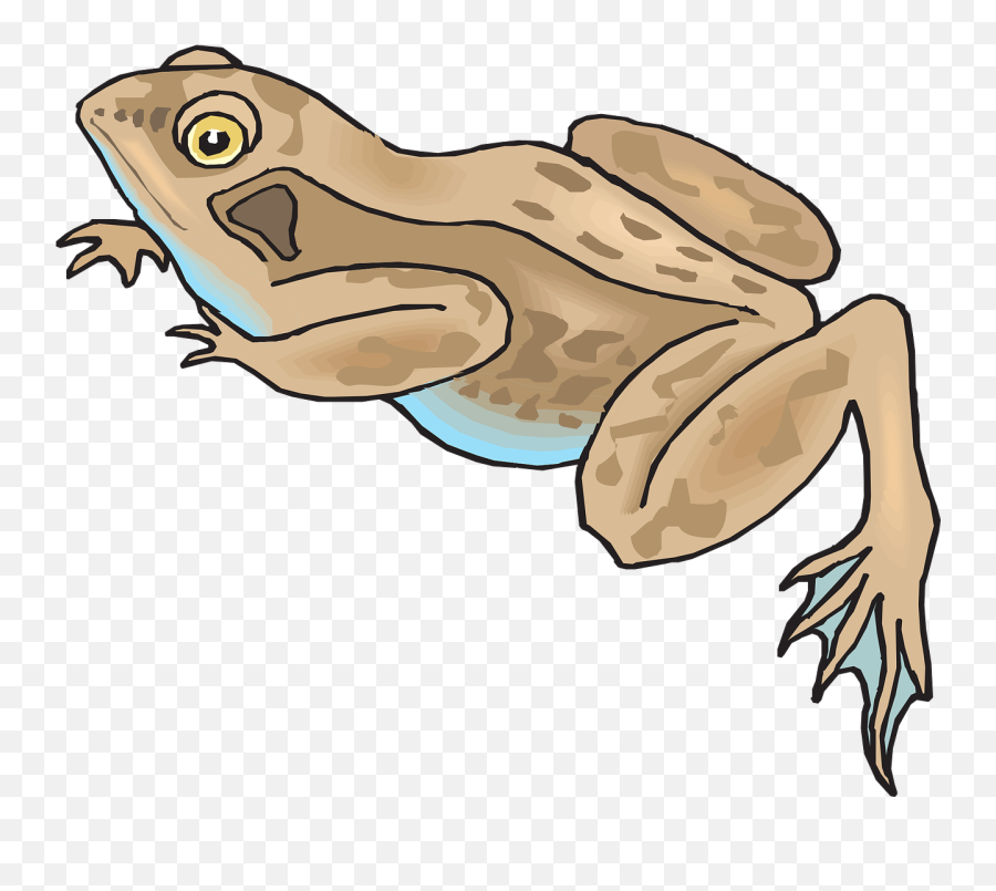 Frog Amphibian Rainforest Jungle Png Picpng - Webbed Feet Of Frog Clipart Emoji,Jungle Png