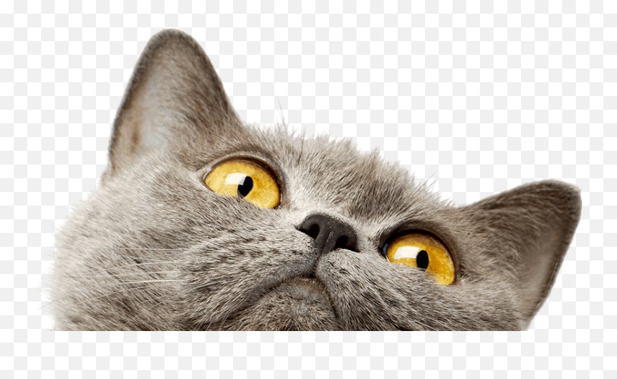 Kidney Disease The Catu0027s Meow Veterinary Hospital Emoji,Crying Cat Transparent