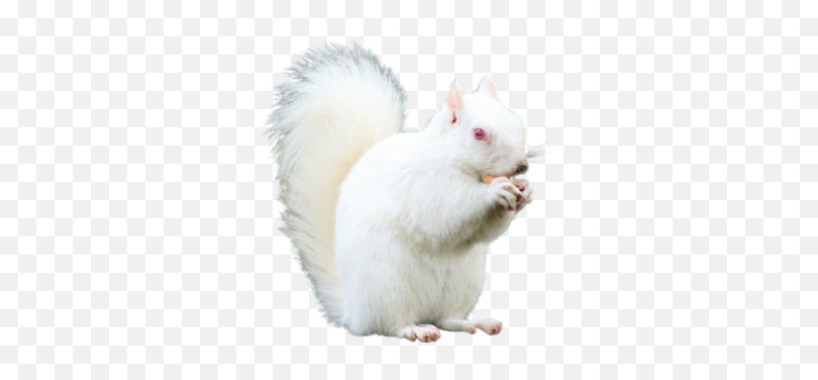 White Squirrel - Soft Emoji,Squirrel Png