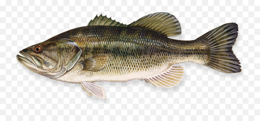 Fish Png - Florida Largemouth Bass Emoji,Fish Transparent Background