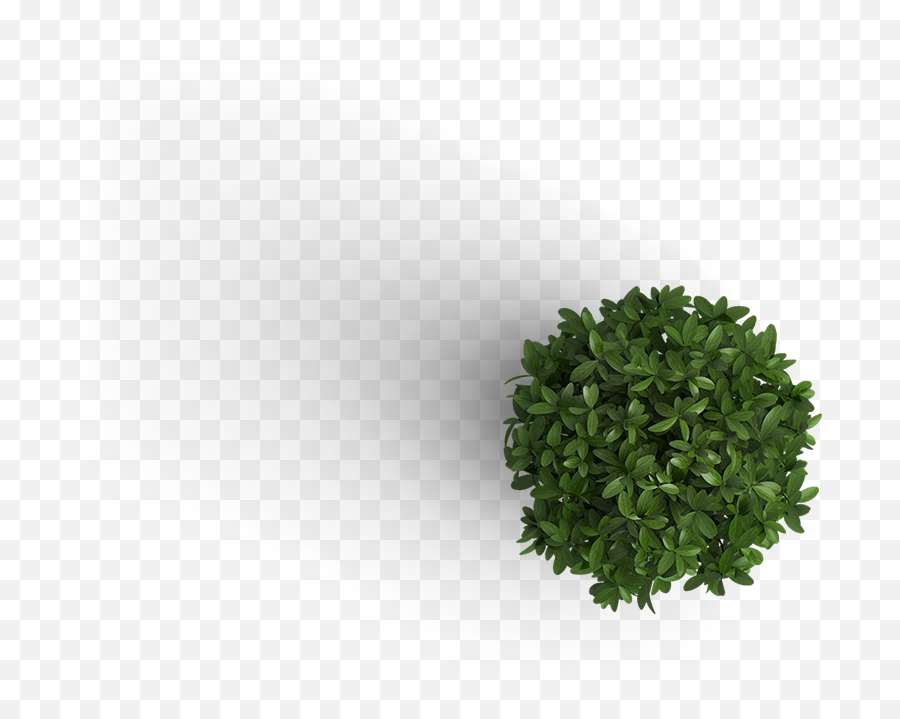 Plant - Plant Png Emoji,Plant Png