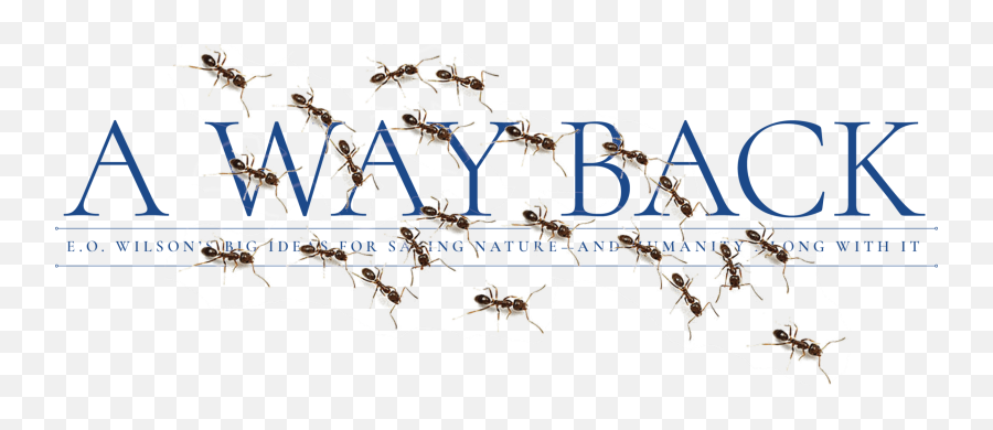 A Way Back The Bitter Southerner - Central United Methodist Church Emoji,Ant Png