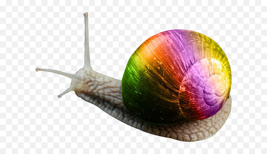 Snail Png Transparent Image - Transparent Background Snails Emoji,Snail Png