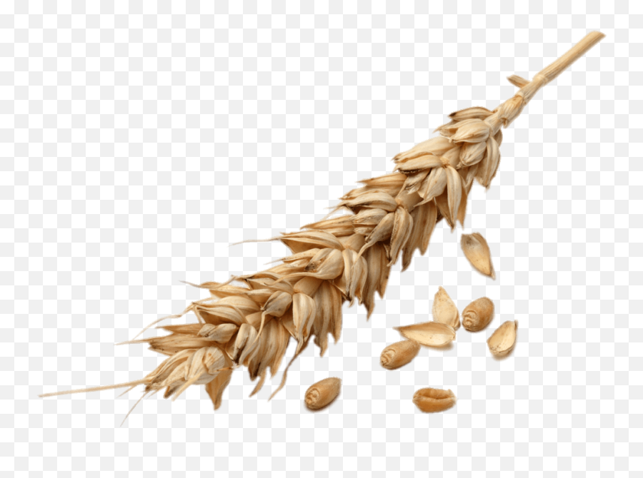 Wheat Grains Transparent Png - Stickpng Transparent Wheat Grains Png Emoji,Wheat Clipart