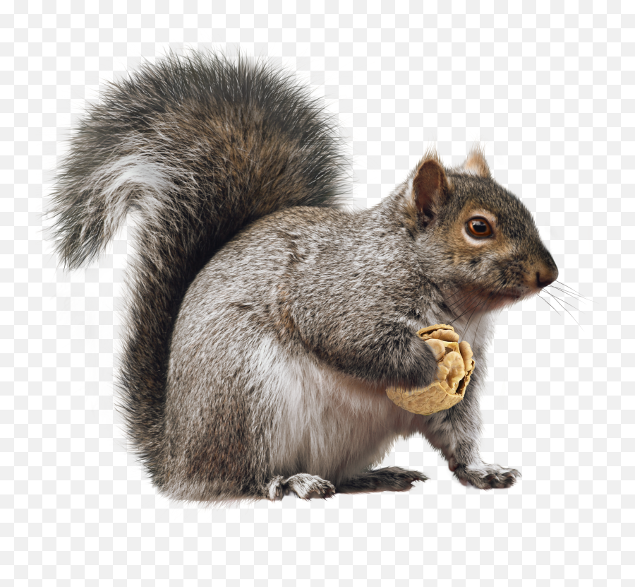 Squirrel Png - Eastern Gray Squirrel Emoji,Squirrel Png