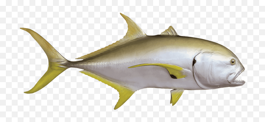 Crevalle Jack - Scombridae Emoji,Fish Transparent Background