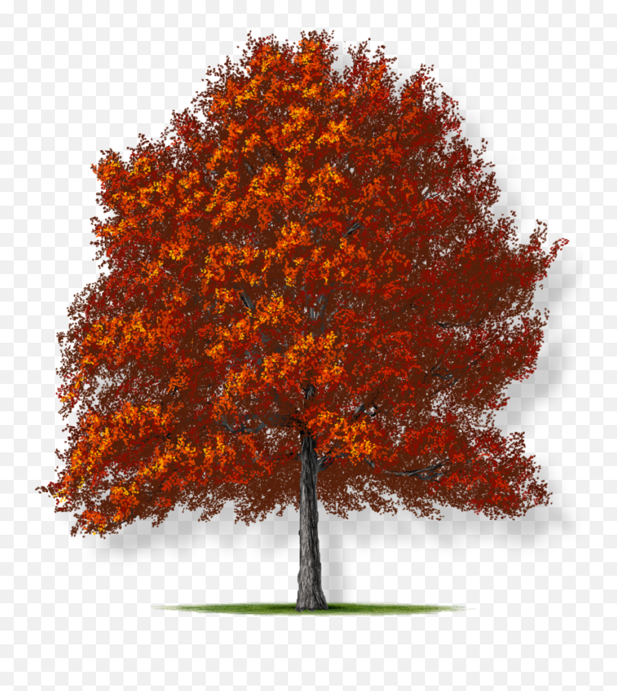 Tree Montgomery - Nuttall Oak Tree Emoji,Oak Tree Png