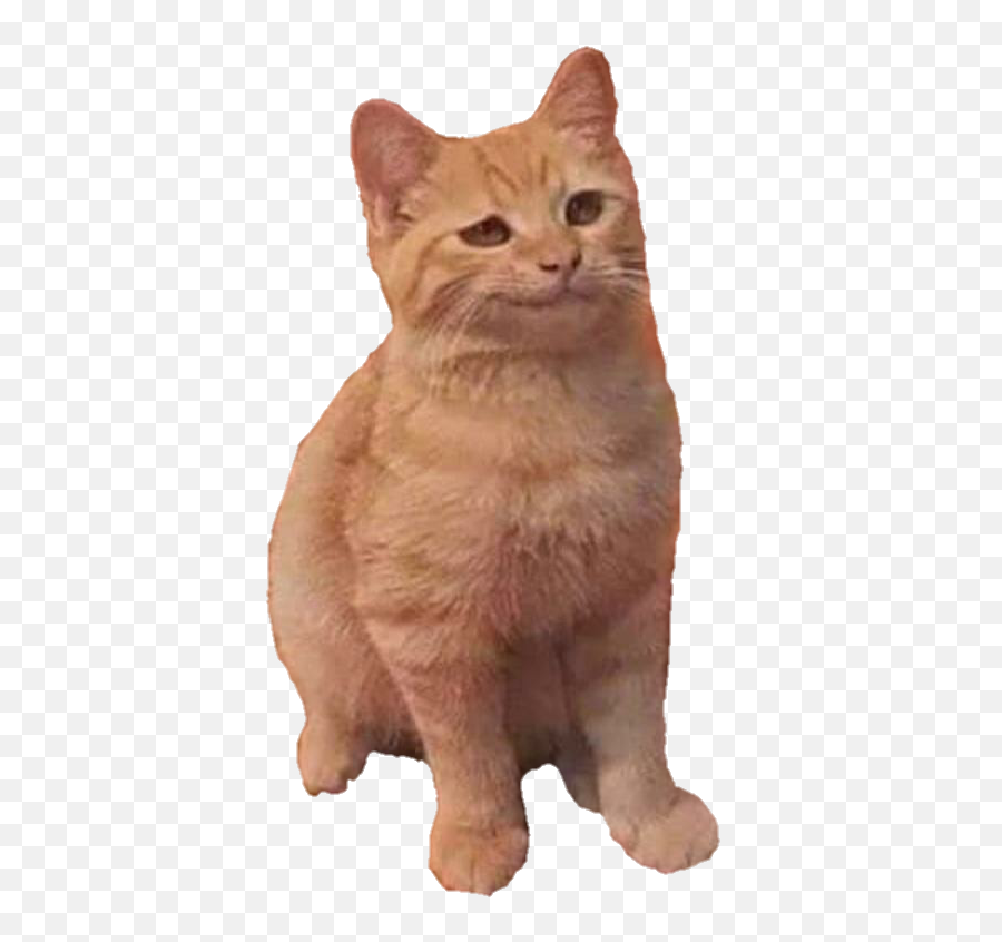 Hereu0027s A Smug Cat Png To Invest Into Rmemeeconomy Know - Domestic Cat Emoji,Cats Png