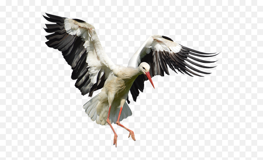 Stork Png Image With Transparent Emoji,Stork Png