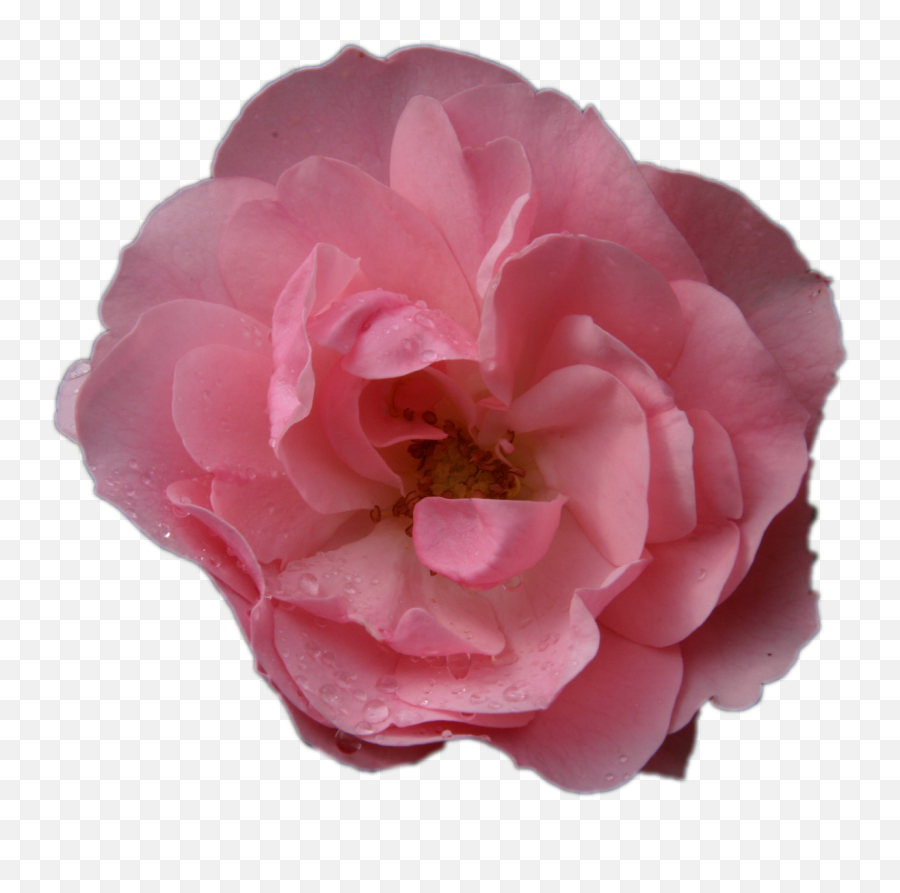 Download Free Photo Of Pink Roseflowermacrono Background Emoji,Pink Flower Transparent