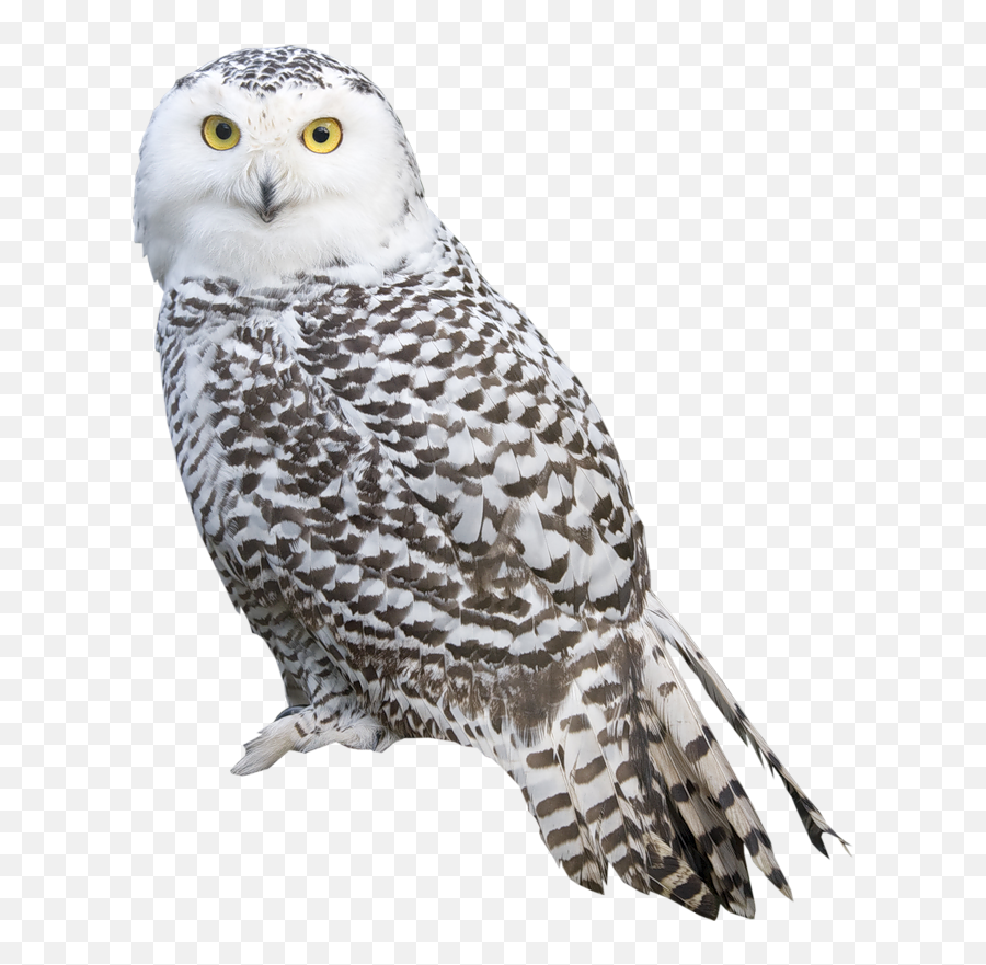 White Owl Png Clipart - Transparent Background Owl Png Emoji,Owl Clipart Black And White