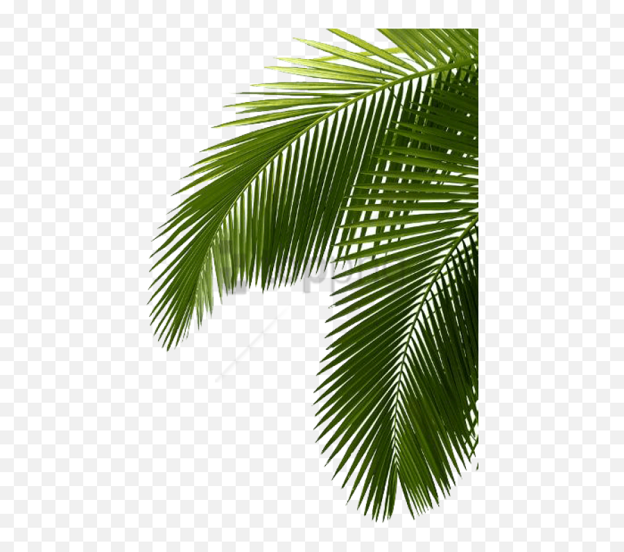 Palm Tree Png Image Free Download Photo - Palm Tree Leaves Emoji,Palm Tree Png