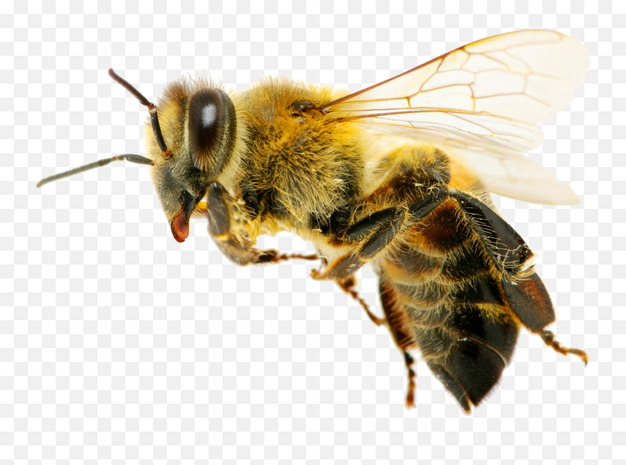 Med Flying Bee - Drone Bee Meaning In Hindi Emoji,Bee Transparent