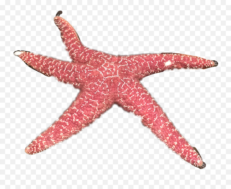 Star Fish - Starfish Emoji,Star Fish Png