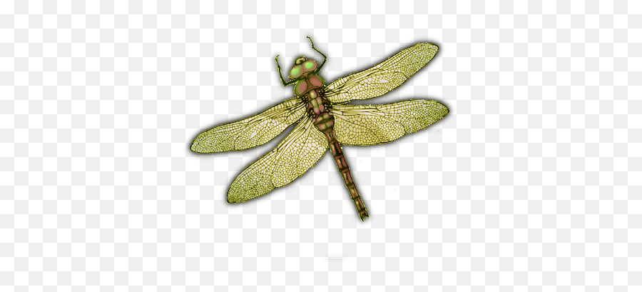 Dragonfly Png - Insects Hd Dragonfly Png Emoji,Dragonfly Clipart