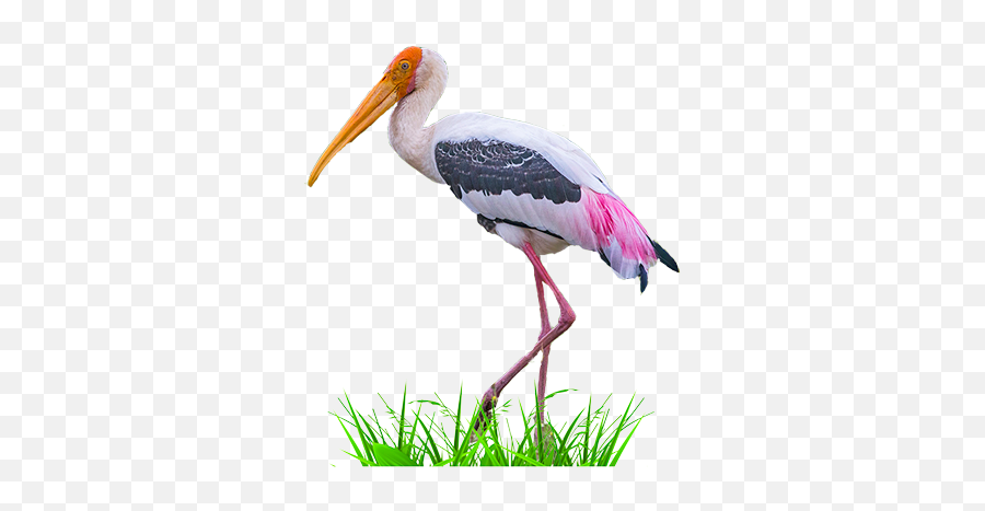 Download Painted Stork Emoji,Stork Png