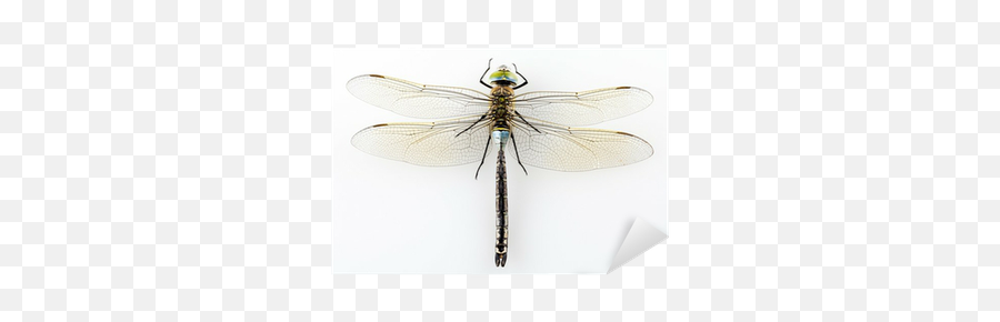Dragonfly Anax Parthenope Isolated On White Background Emoji,Dragonfly Transparent Background