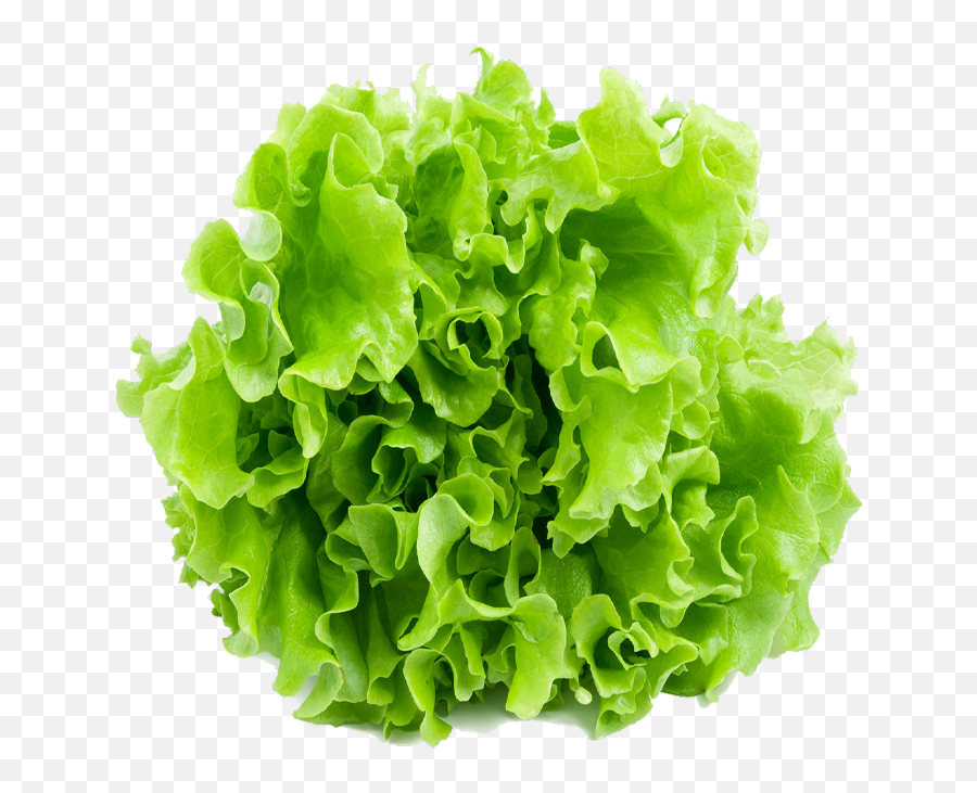 Butterhead Lettuce Png Clipart - Green Lettuce White Background Emoji,Lettuce Clipart