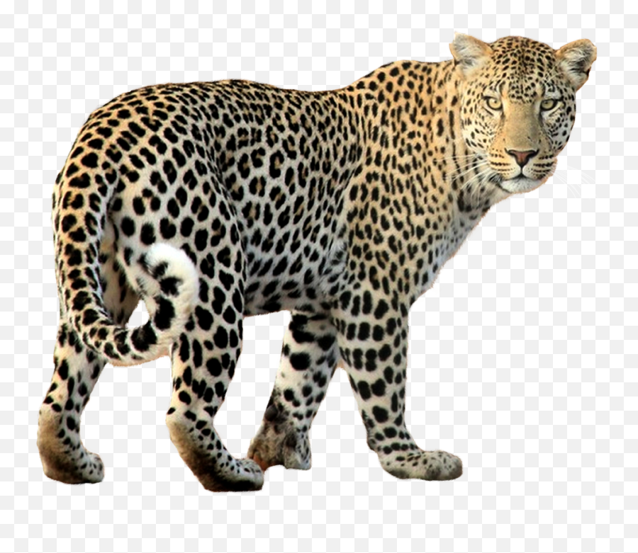 Leopard Png Background - Leopard Png Emoji,Png Background