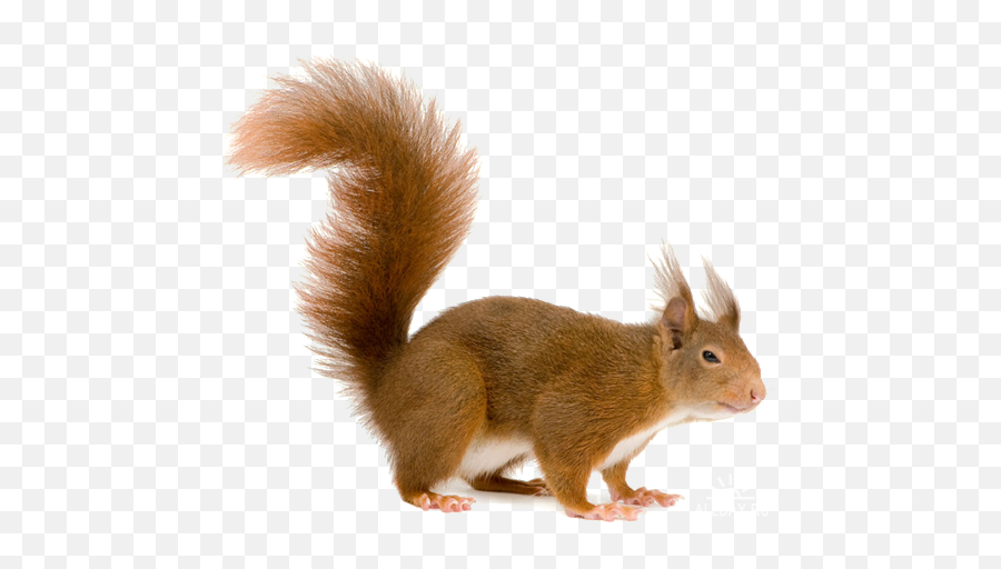 Squirrel Png - Squirrel Tail Transparent Background Emoji,Squirrel Png