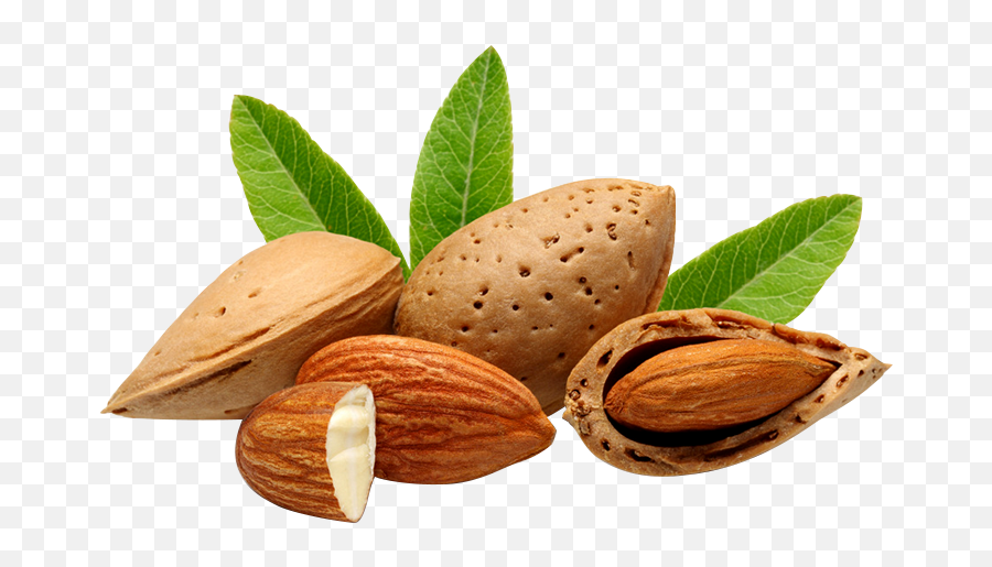 Download Almond Vector Seed Clip Art Royalty Free - Dry Fruit Badam Tree Emoji,Seed Clipart